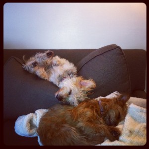 Knightchatter Voice Over